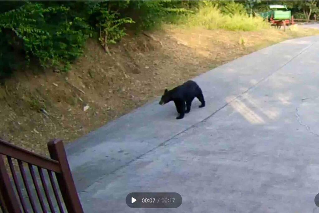 Bear Country Cabin セバービル エクステリア 写真